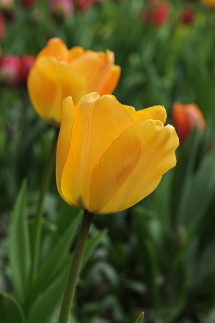 Tulpe 'Daydream'